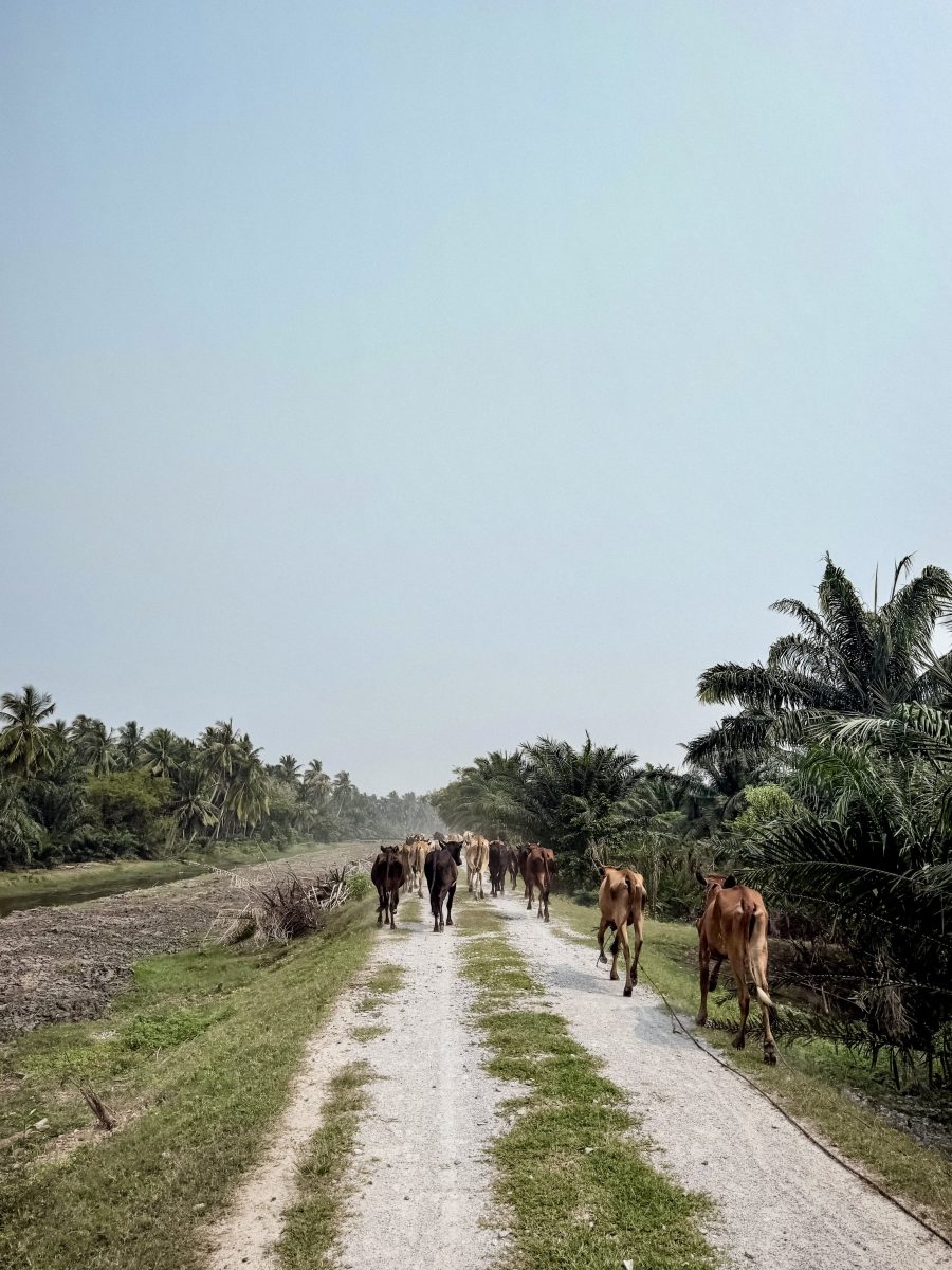 Cows walking along a gravel track between grass verges and palm trees