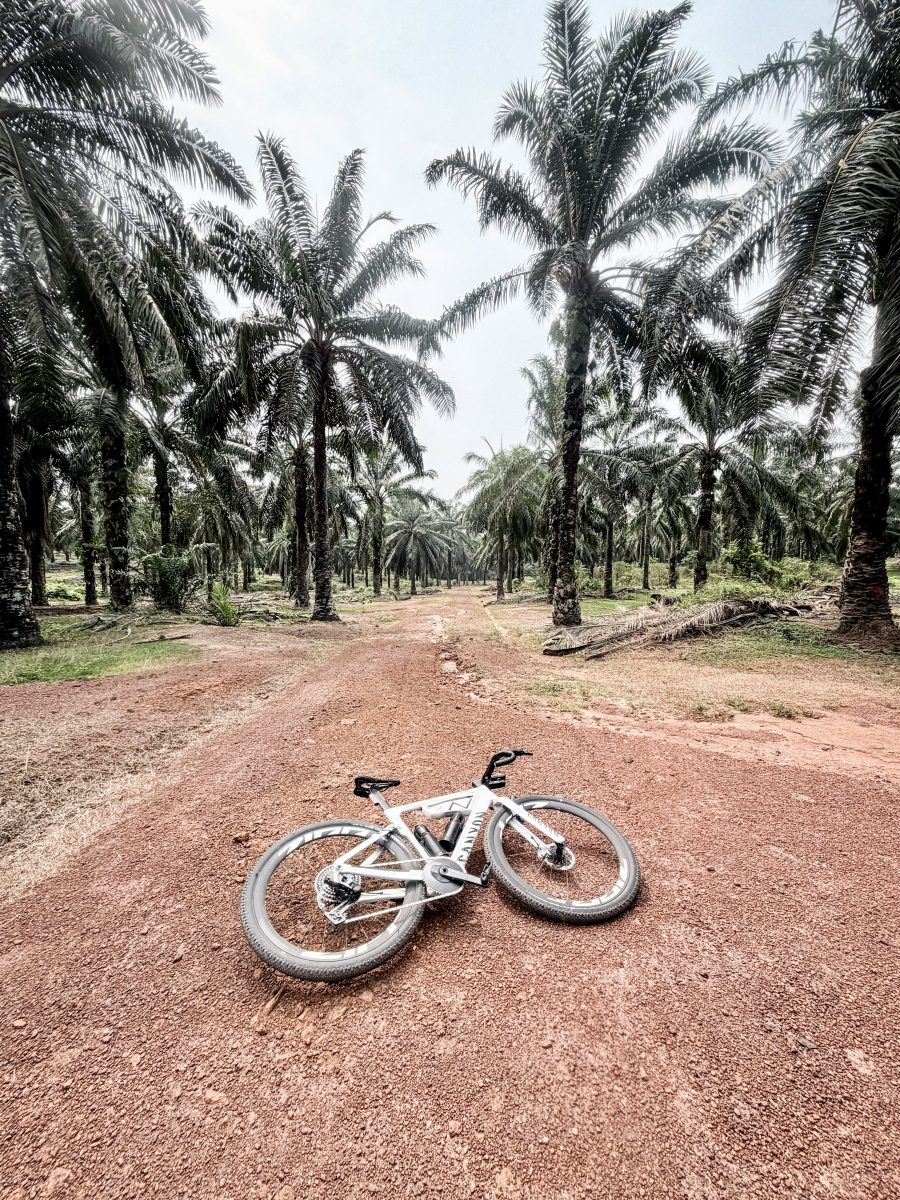 A white bike lying on red earth among the palms of a plantation