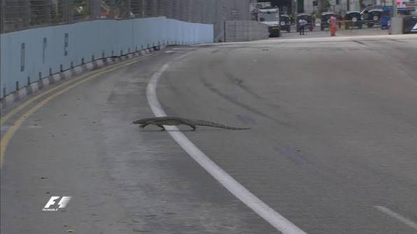 A large monitor lizard crossing the track at the Marina Bay Street Circuit during practice in 2016